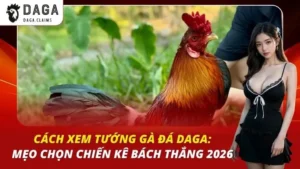 Cách Xem Tướng Gà Đá Daga