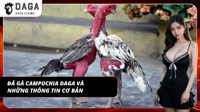 Giao diện xem Đá gà Campuchia Daga trực tuyến