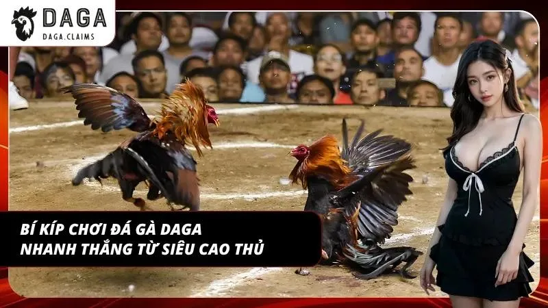 Kinh nghiệm chơi chọi kê bách chiến bách thắng