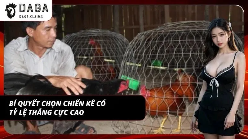 Kinh nghiệm đá gà DAGA với cách chọn chiến kê