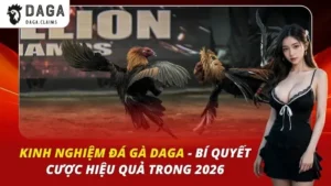 Kinh Nghiệm Đá Gà Daga
