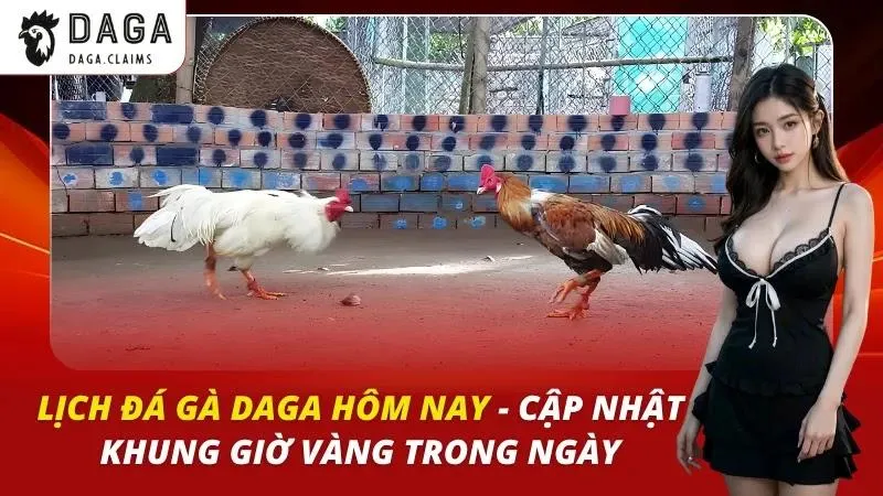 Lịch Đá Gà Daga Hôm Nay